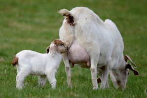 Feeding goats under the uterus